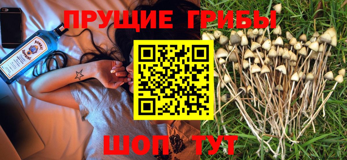 Псилоцибиновые грибы Psilocybine cubensis Лыткарино